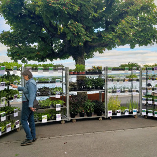 Bio Setzlinge